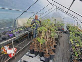 Daun kelor dilarang di Australia karena alasan keamanan pangan. Petani lokal ajukan banding atas keputusan FSANZ.