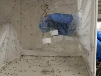 Rekayasa genetik nyamuk dikembangkan ilmuwan Uganda untuk menghentikan malaria yang menewaskan ratusan ribu orang tiap tahun.
