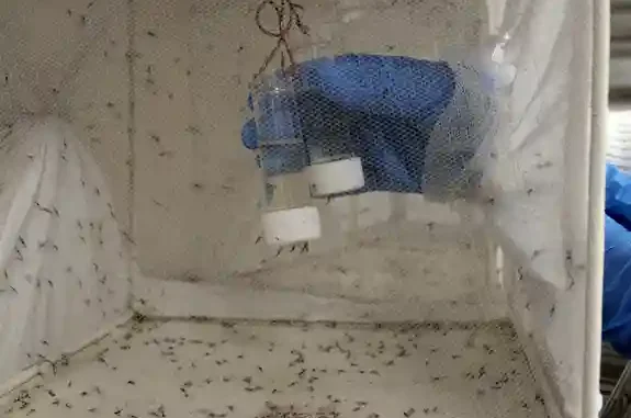Rekayasa genetik nyamuk dikembangkan ilmuwan Uganda untuk menghentikan malaria yang menewaskan ratusan ribu orang tiap tahun. Rekayasa genetik nyamuk dikembangkan ilmuwan Uganda untuk menghentikan malaria yang menewaskan ratusan ribu orang tiap tahun.