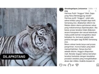 Viral! Harimau putih Semarang Zoo bernama Anggun yang dikabarkan mati dan memicu perhatian publik di Semarang.