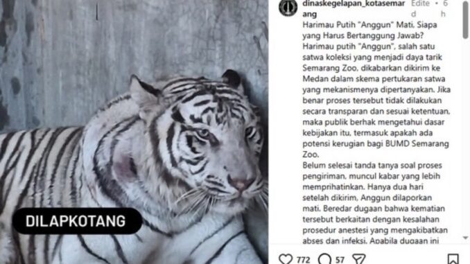 Viral! Harimau putih Semarang Zoo bernama Anggun yang dikabarkan mati dan memicu perhatian publik di Semarang.