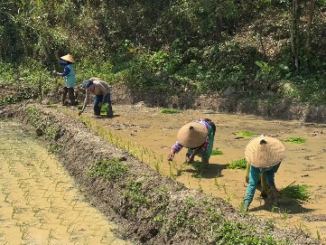 UNDIP sulap lahan tidur di KHDTK Penggaron Semarang jadi sawah modern ramah lingkungan berbasis energi surya dan laboratorium edu-ekowisata hutan.