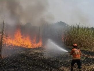 Kasus Karhutla di Jateng melonjak 700% tembus 232 kejadian hingga Agustus 2026. BPBD dan Pemprov imbau warga antisipasi dampak kemarau ekstrem.