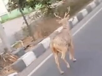Viral Rusa Taman Sriwedari Solo Kabur Sampai Sukoharjo, Pola Pengamanan Disbudpar Jadi Sorotan