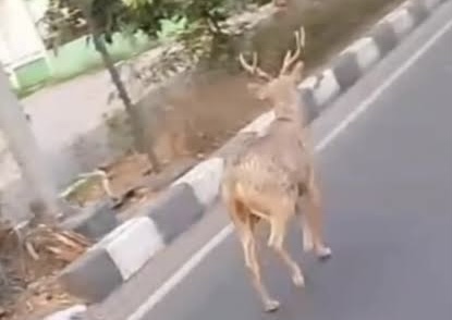 Viral Rusa Taman Sriwedari Solo Kabur Sampai Sukoharjo, Pola Pengamanan Disbudpar Jadi Sorotan
