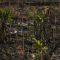 Atasi Abrasi Pantura, AHY dan Ahmad Luthfi Tanam Mangrove di Demak Gunakan Teknologi HexBricks