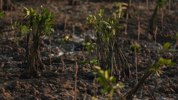 AHY dan Ahmad Luthfi tanam mangrove di Demak gunakan teknologi HexBricks untuk atasi abrasi Pantura.