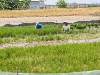 Gubernur Jateng Ahmad Luthfi meninjau normalisasi saluran irigasi di Demak seluas 450 hektare. Ditargetkan petani bisa panen hingga 3 kali setahun.