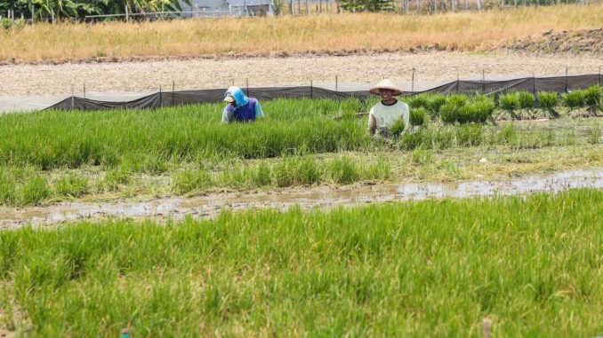 Gubernur Jateng Ahmad Luthfi meninjau normalisasi saluran irigasi di Demak seluas 450 hektare. Ditargetkan petani bisa panen hingga 3 kali setahun.