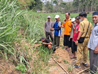 Dinas Pertanian Wonogiri dan petani Purwantoro menggelar Gerdal Tikus untuk menekan hama serta menjaga produktivitas panen padi. Cek selengkapnya!