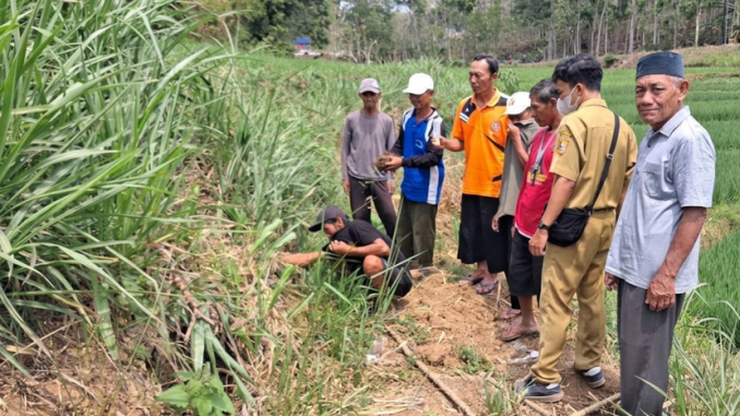 Dinas Pertanian Wonogiri dan petani Purwantoro menggelar Gerdal Tikus untuk menekan hama serta menjaga produktivitas panen padi. Cek selengkapnya!