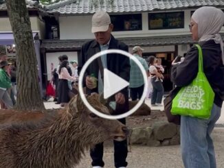 Viral video turis WNI ditegur warga lokal di Nara Park Jepang usai rusa mengambil plastik. Simak klarifikasi dan aturan resmi memberi makan rusa di sini.