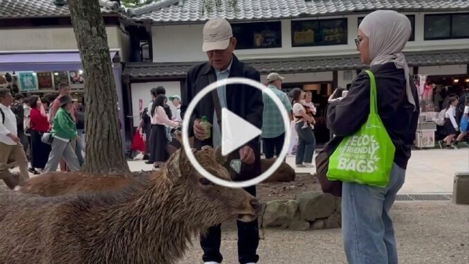 Viral video turis WNI ditegur warga lokal di Nara Park Jepang usai rusa mengambil plastik. Simak klarifikasi dan aturan resmi memberi makan rusa di sini.