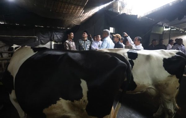Pemprov Jateng siapkan layanan kesehatan hewan dan perluas kawasan Magelang sebagai sentra susu baru demi dukung swasembada susu nasional.